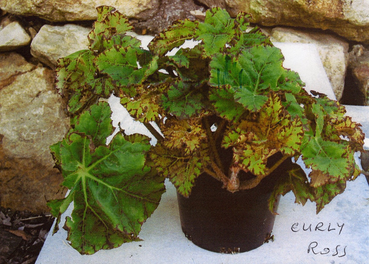 B. ‘Curly Ross’